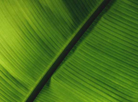 Banana juaca 03