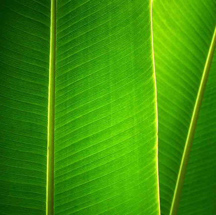 Banana juaca 06