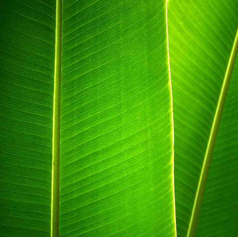 Banana juaca 06