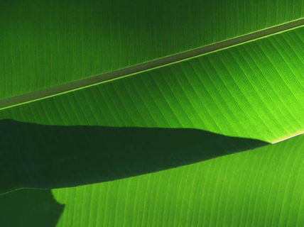 Banana juaca 09