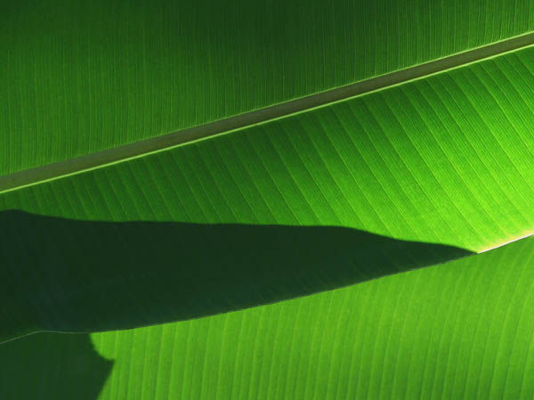 BANANA JUACA 09