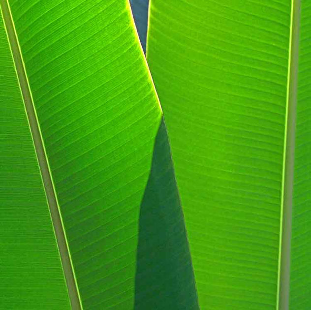 BANANA JUACA 10