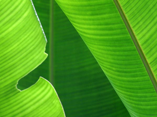 BANANA JUACA 13