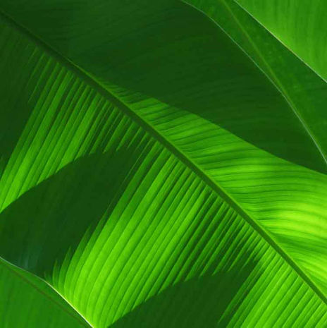 Banana juaca 05