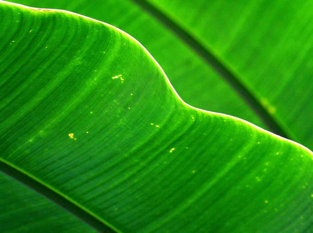 BANANA JUACA 12
