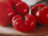 Vermelho tomate 01