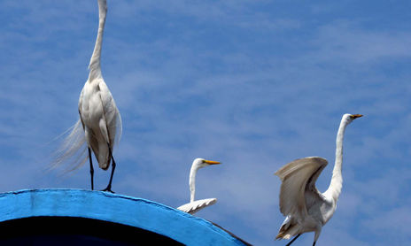 COMPOSICÃO COM AVES / COMPOSITION WITH BIRDS