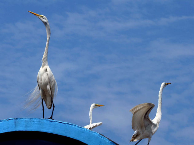 COMPOSICIÓN com Aves 05