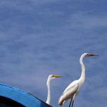 COMPOSICÃO COM AVES / COMPOSITION WITH BIRDS thumbnail 2