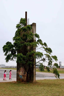 RAICES DEL BRASIL...