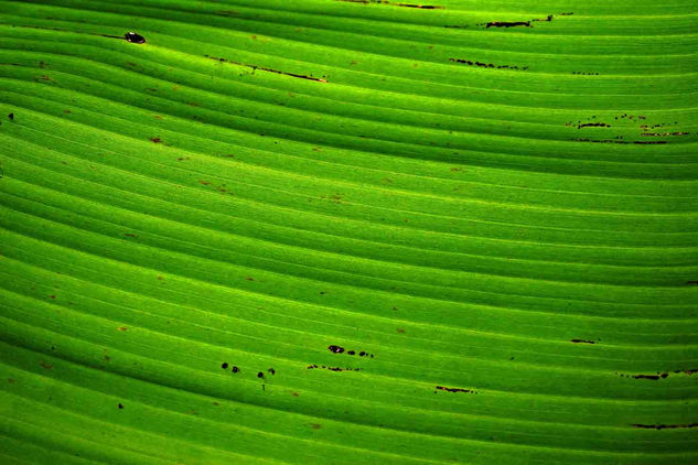 BANANA JUACA 24 Conceptual/Abstract Color (Digital)