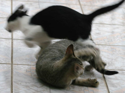 CLUBE DA LUTA FIGHT...