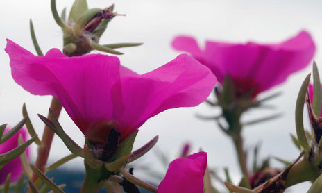 NATURALEZA / NATURE