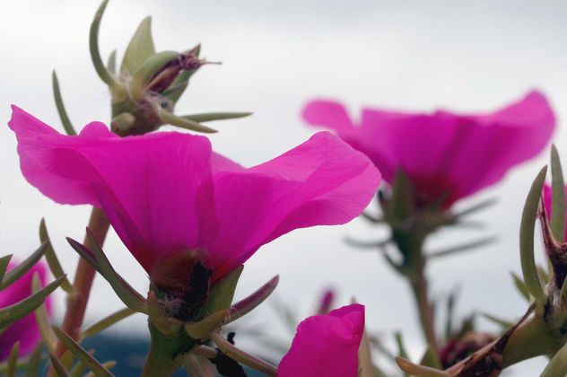 FLORES 01