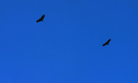 BALÉ DE URUBUS / BALLET VULTURES