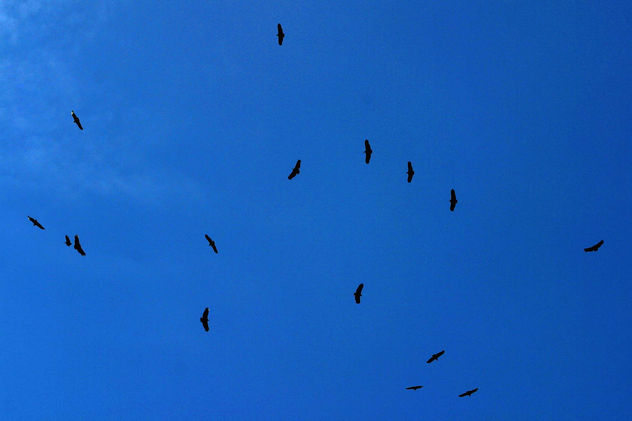 BALE DE URUBUS movimento 15