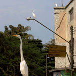 COMPOSICÃO COM AVES / COMPOSITION WITH BIRDS thumbnail 1