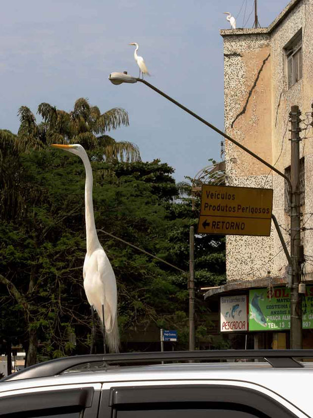 COMPOSICION com Aves 11