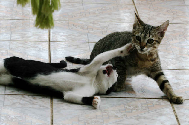 CLUBE DA LUTA FIGHT CLUB 05 (Brigit x Rajada)