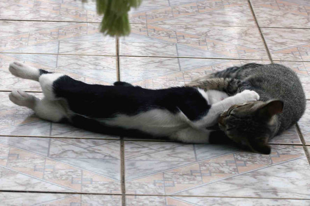 CLUBE DA LUTA FIGHT CLUB 04 (Brigit x Rajada)
