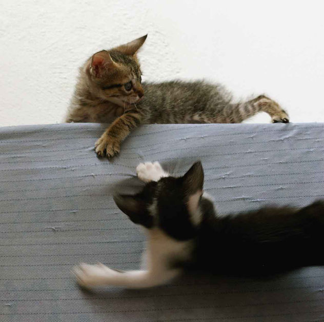 CLUBE DA LUTA FIGHT CLUB 07 (Brigit x Rajada)