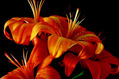 LIRIO 05 (Foto para Decoracion de Toilette de Hotel na Antuérpia)