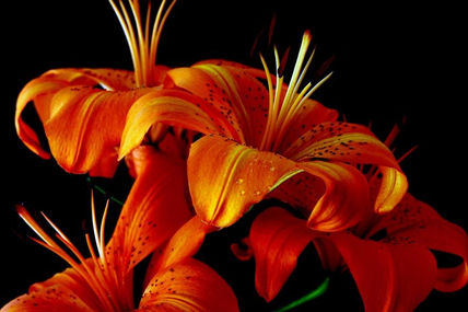 LIRIO 05 (Foto para...
