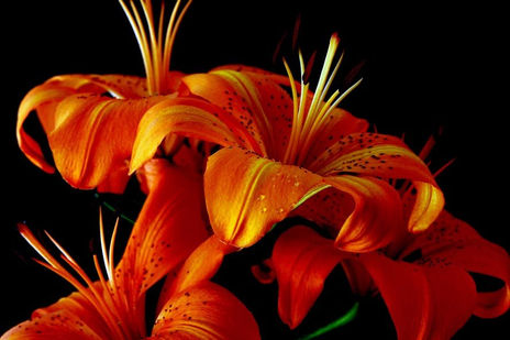 LIRIO 05 (Foto para...