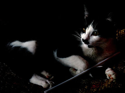 BRIGIT 14 (pose no...