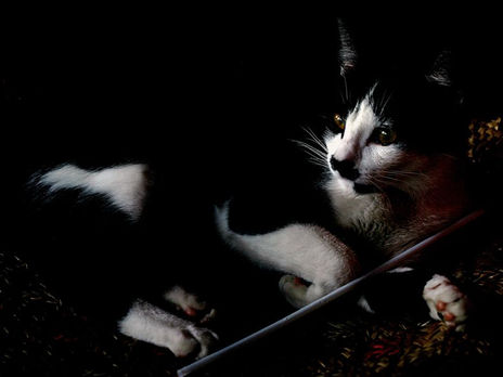 BRIGIT 14 (pose no...