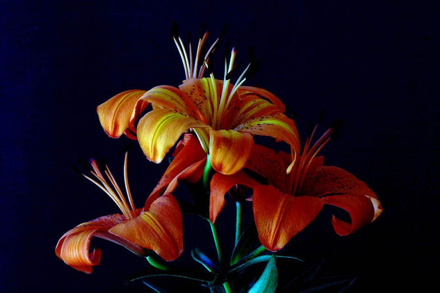 LIRIO 04 (Foto para Decoracion de Toilette de Hotel na Antuérpia) Nature Color (Digital)