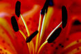 LIRIO 08 (Foto para Decoracion de Toilette de Hotel na Antuérpia)