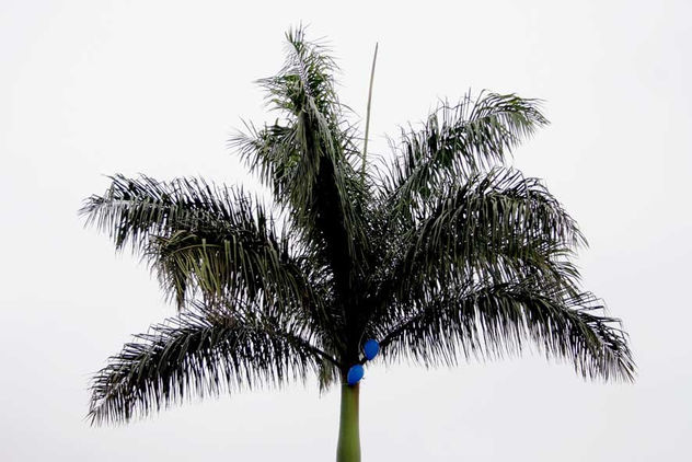 BRAZIL 12