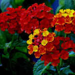 NATURALEZA / NATURE thumbnail 2