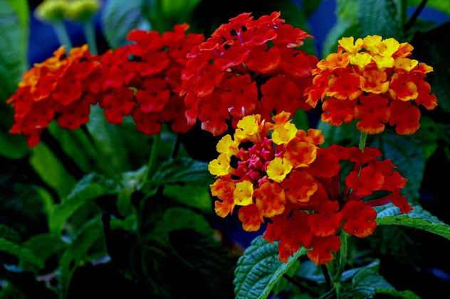 FLORES 23