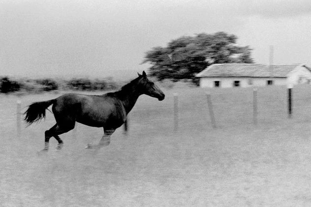 PAISAJE COM CABALLO Conceptual/Abstracto Blanco y Negro (Química)