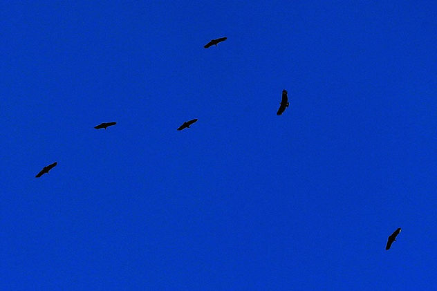 BALE DE URUBUS movimiento 16 (morte do cisne)