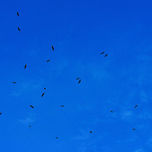 BALÉ DE URUBUS / BALLET VULTURES thumbnail 2