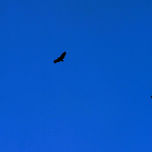 BALÉ DE URUBUS / BALLET VULTURES thumbnail 1