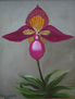 Orquidea III