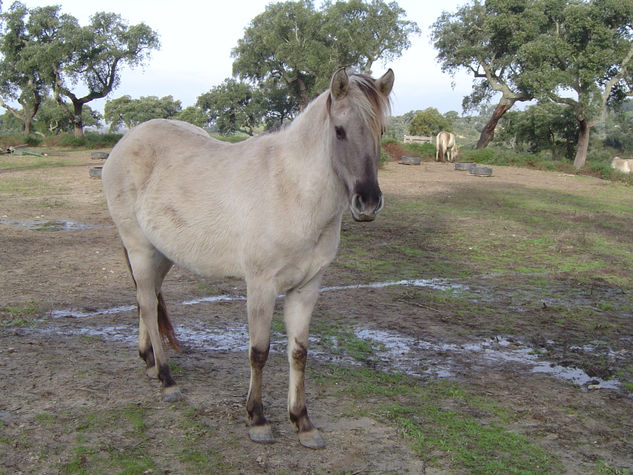 Cavalo do Sorraia 