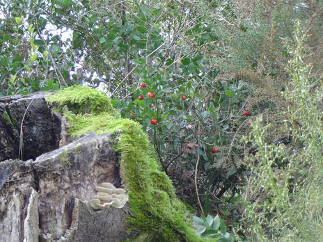 Natureza viva