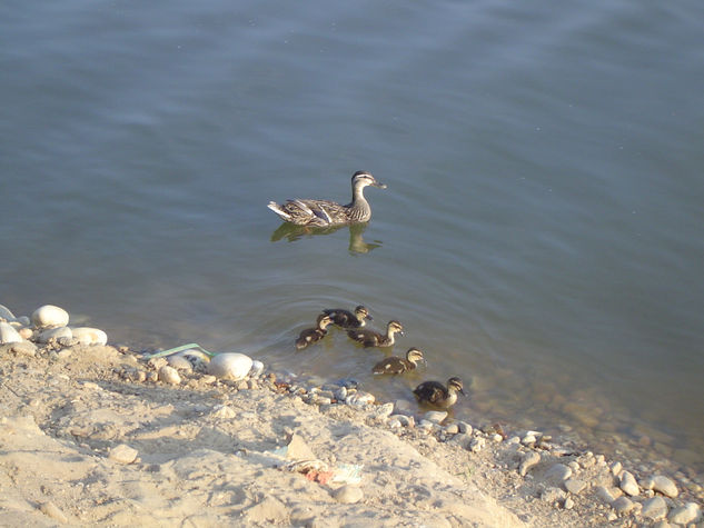 Patos e patinhos... 