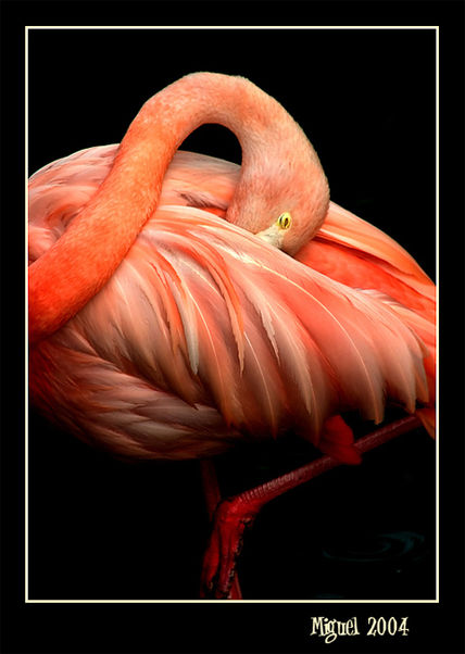 Flamenco