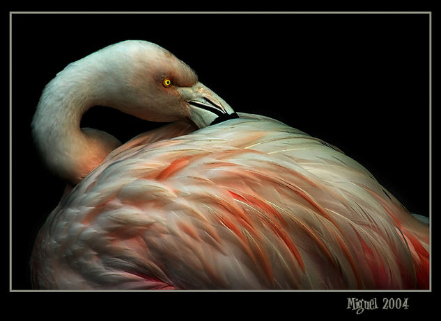 Flamenco Nature Color (Digital)