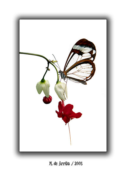 Delicadeza