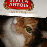 cider thumbnail 1
