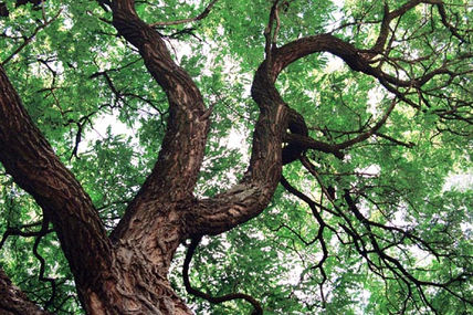 El árbol de la vida