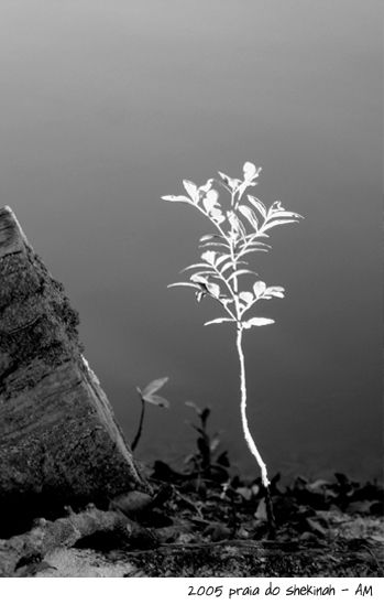 Amazonia 1 Nature Black and White (Digital)