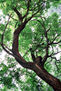 EL SER DE LOS BOSQUES